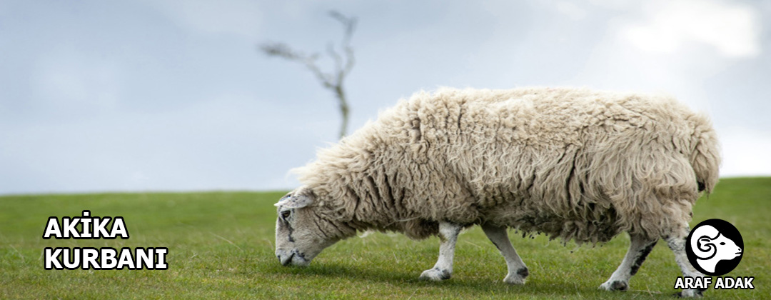 Lone sheep grazing