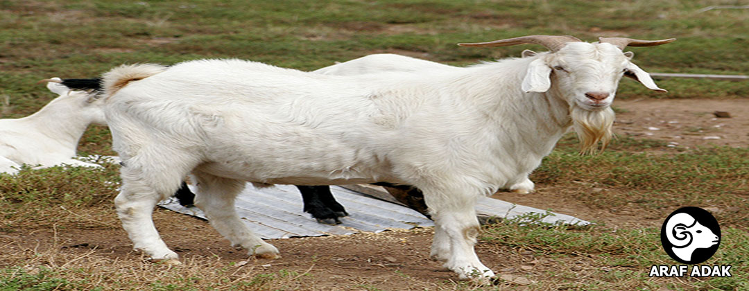 oglka
